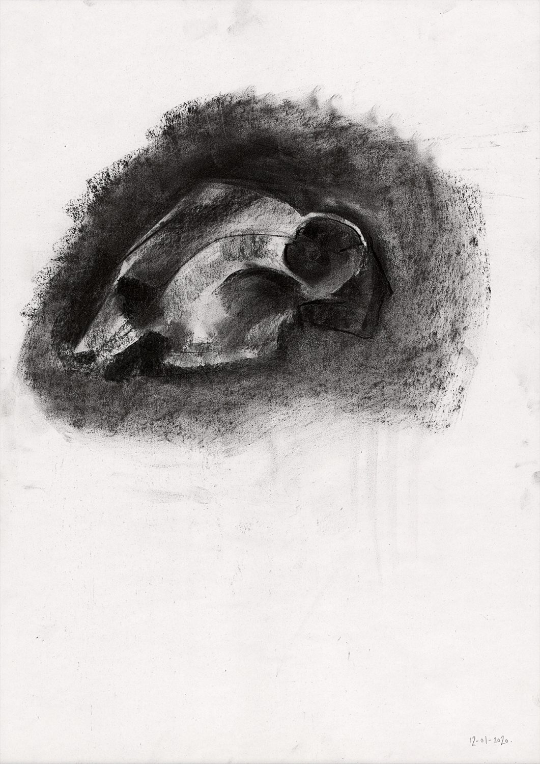 Stacey Lewis - London Architect. Sheep Skull, Life Drawing, 25-Minutes - 12 January 2020, New England House, New England Street, Brighton - Charcoal on Cartridge Paper, 420mm x 594mm.